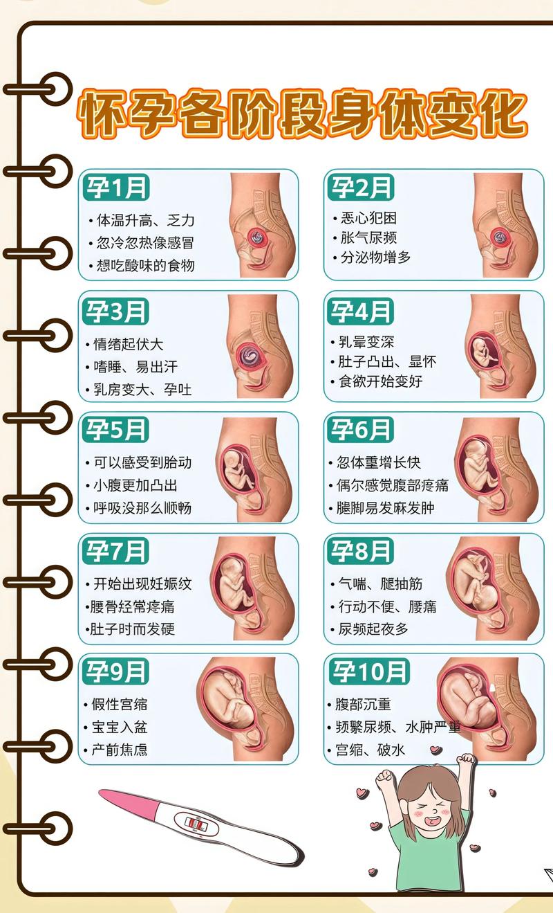 揭秘供卵代孕妈妈怀孕小腹分两节，孕期变化的奥秘双鸭山代生机构: